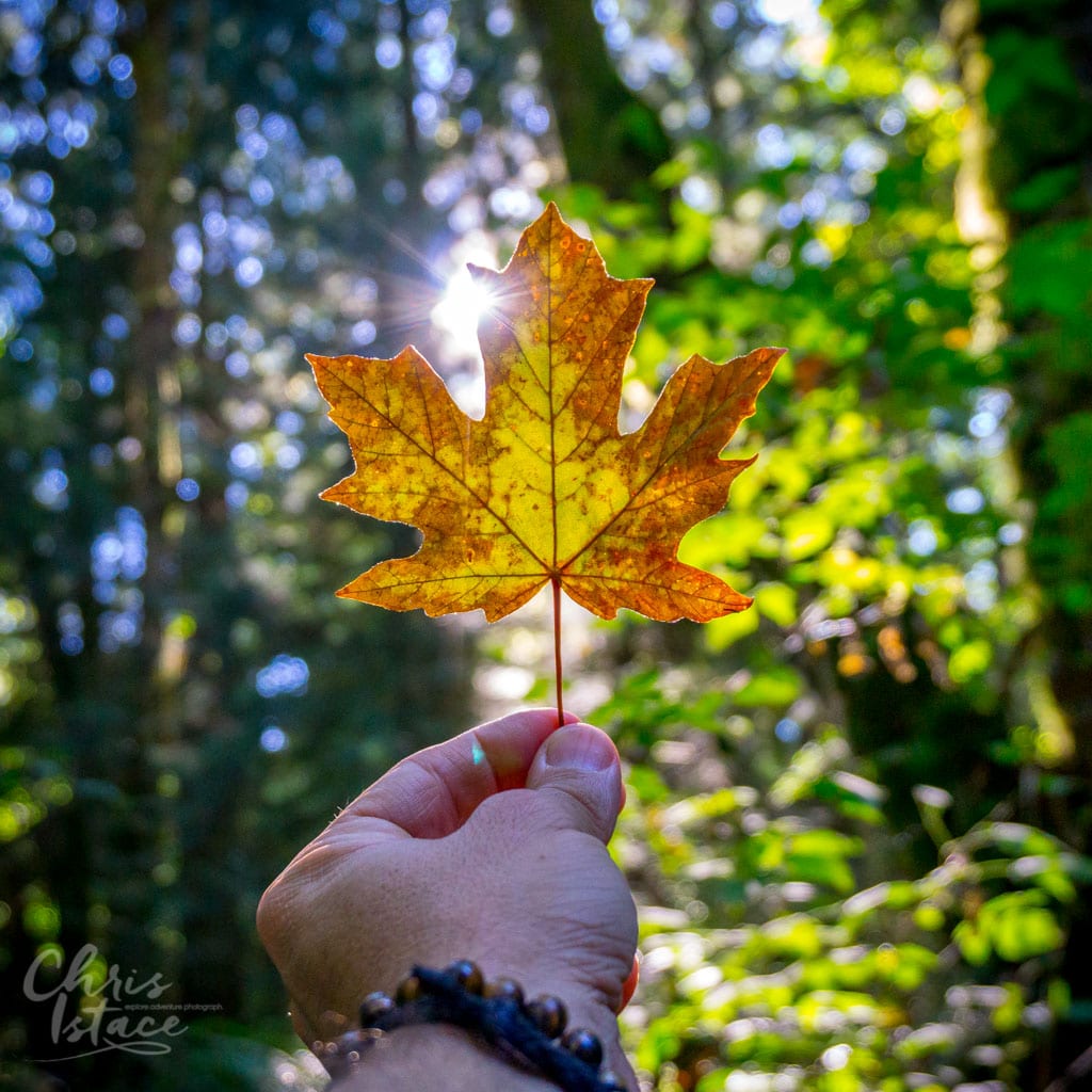 Vancouver Island Fall Hiking Mindful Simple Life Chris Istace