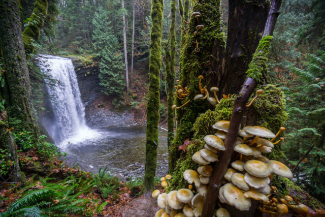 Nanaimo hiking trails vancouver island Chris Istace Ammonite Falls
