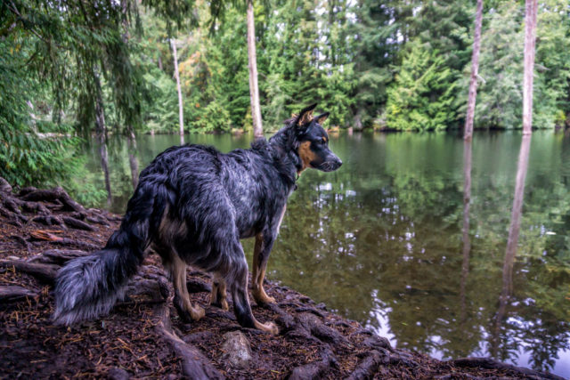 Nanaimo hiking trails vancouver island Chris Istace Colliery Dam