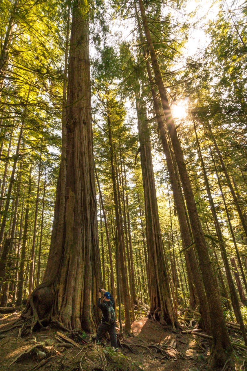 Ancient Old Growth Forests of Port Renfrew Mindful Explorer