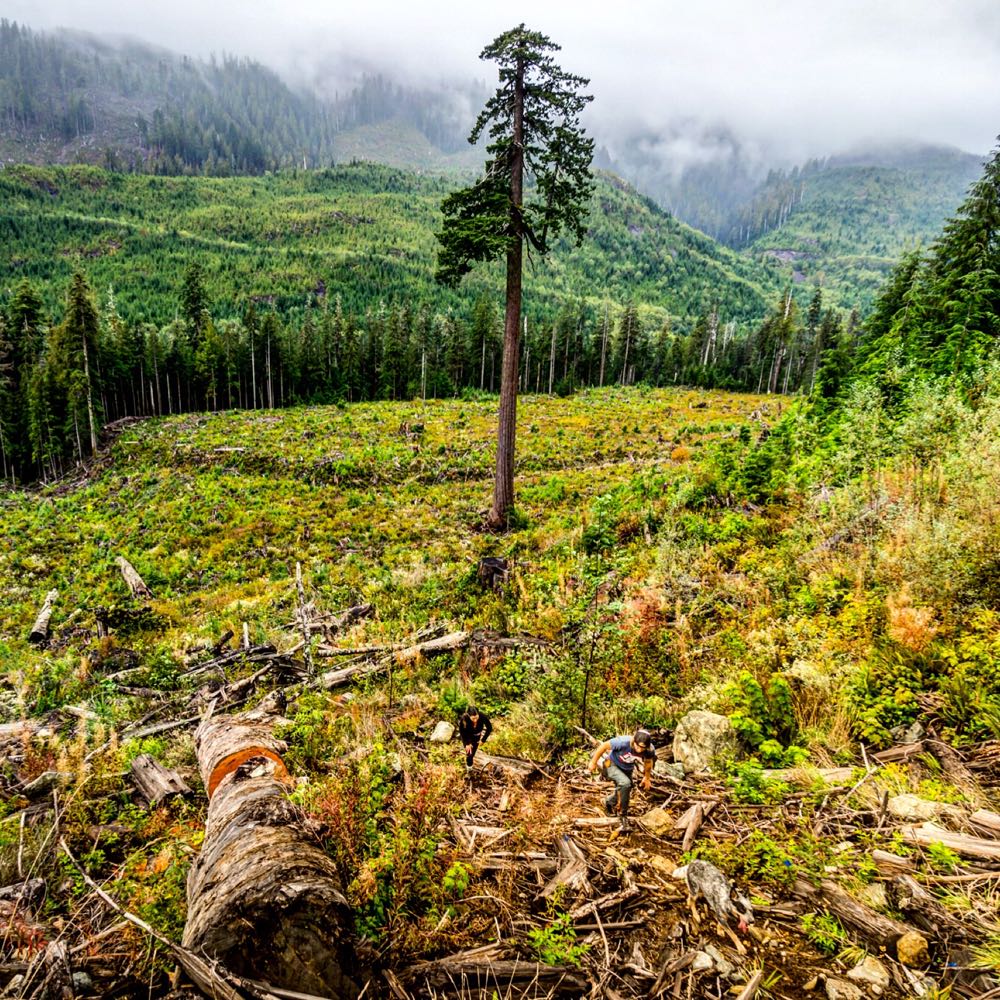 Ancient Old Growth Forests of Port Renfrew Mindful Explorer